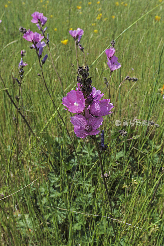 沼泽格子花，Sidalcea calycosa，圣罗莎平原春池;圣罗莎;加利福尼亚州索诺玛县